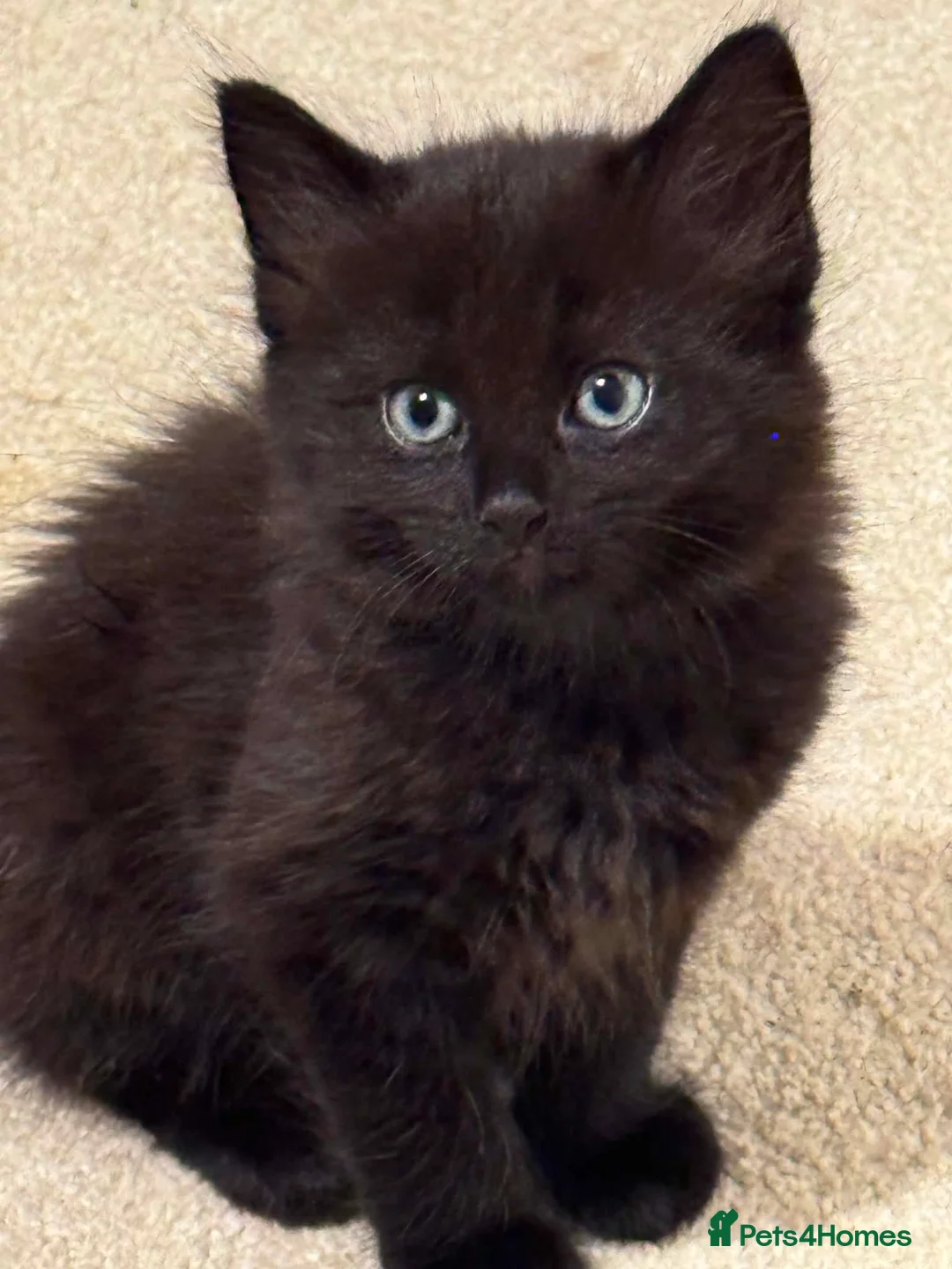 Mixed Breed cats for sale: 4 adorable kittens - Advert 17