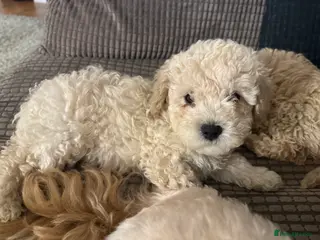 Maltipoo dogs Top class champagne puppies - Advert 4