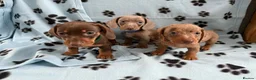 Miniature Dachshund dogs for sale: Beautiful Miniature Dachshund Puppies in Crawley - Advert 1