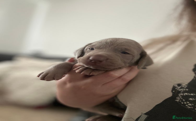 Weimaraner dogs - Advert 1