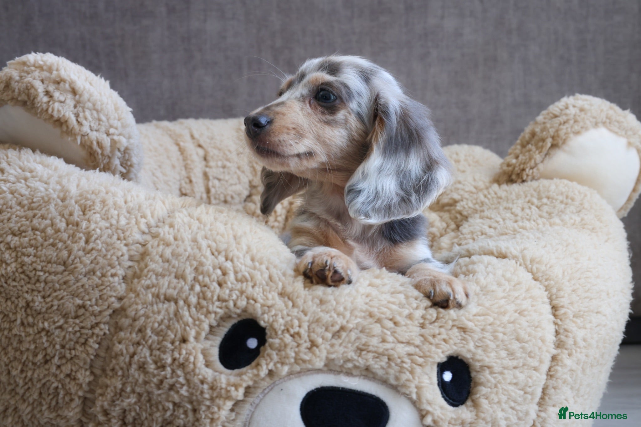 Miniature Dachshund dogs Long haired dapple male - LAST ONE LEFT - Advert 5