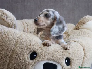 Miniature Dachshund dogs Long haired dapple male - LAST ONE LEFT - Advert 5
