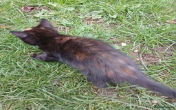 Mixed Breed cats for sale: Beautiful tortershel kitten ready for new address - Image 6