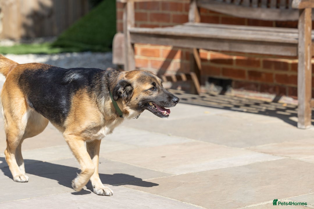 Mixed Breed dogs for adoption: Super Shelby - Image 12