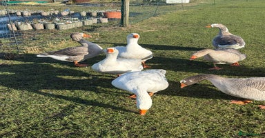 Geese poultry - Advert 1