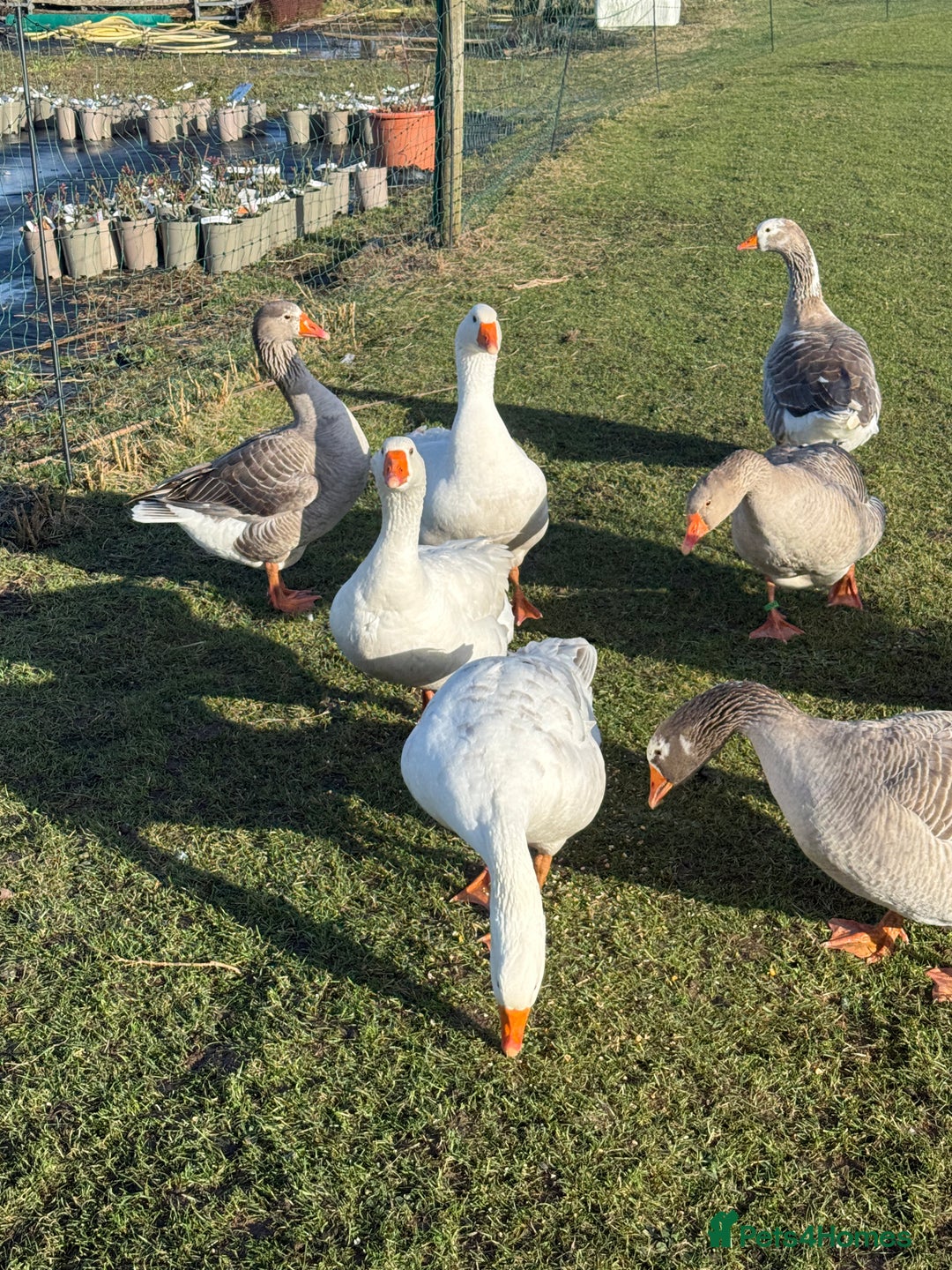 Geese poultry for sale: Pilgrim Geese - Image 2