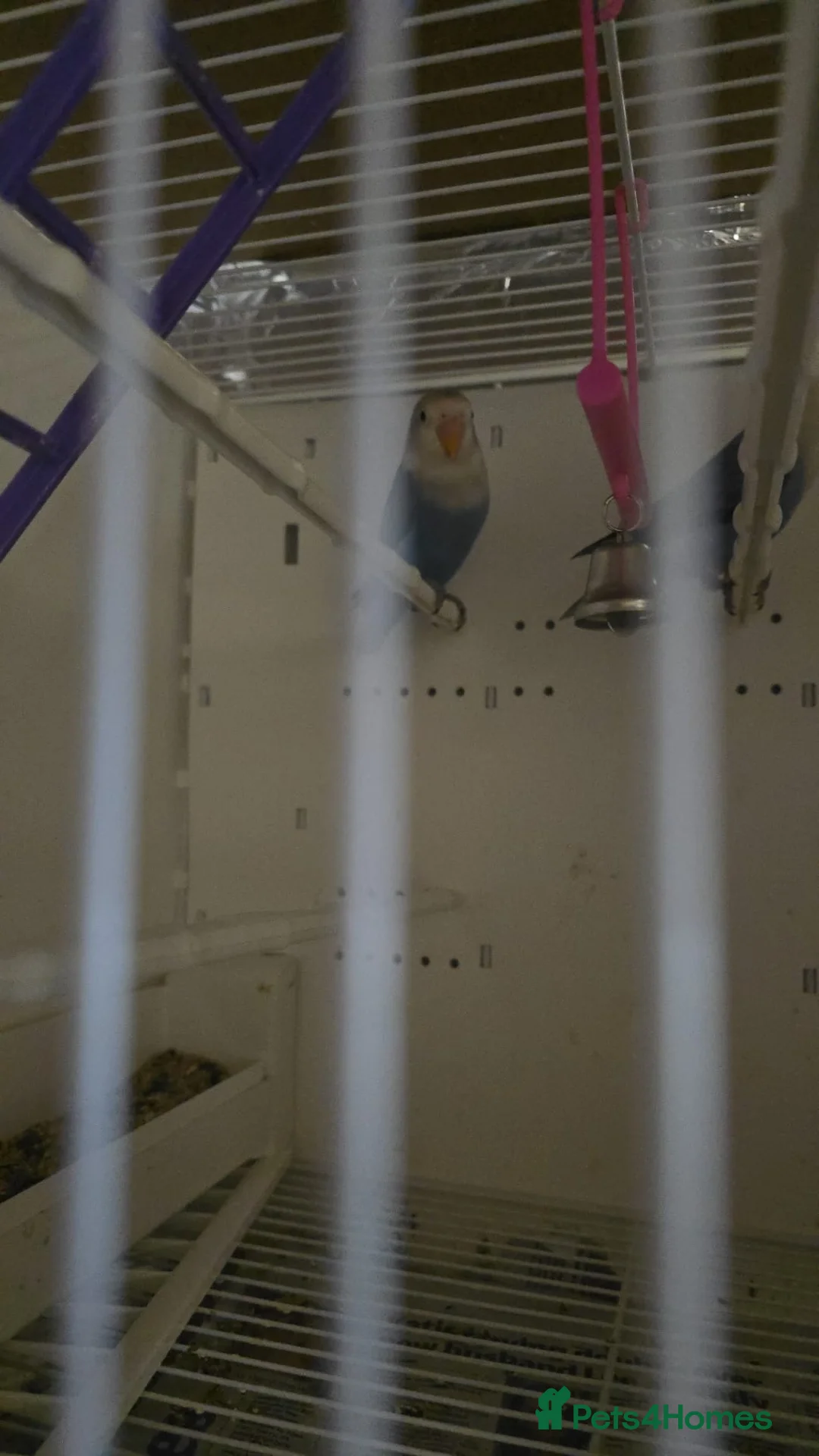 Lovebirds birds for sale: Blue Lovebirds - Advert 2