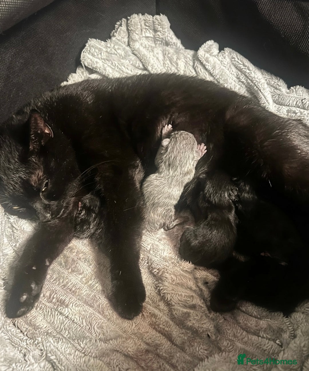 Mixed Breed cats for sale: Kittens Looking for Forever Home  - Advert 11