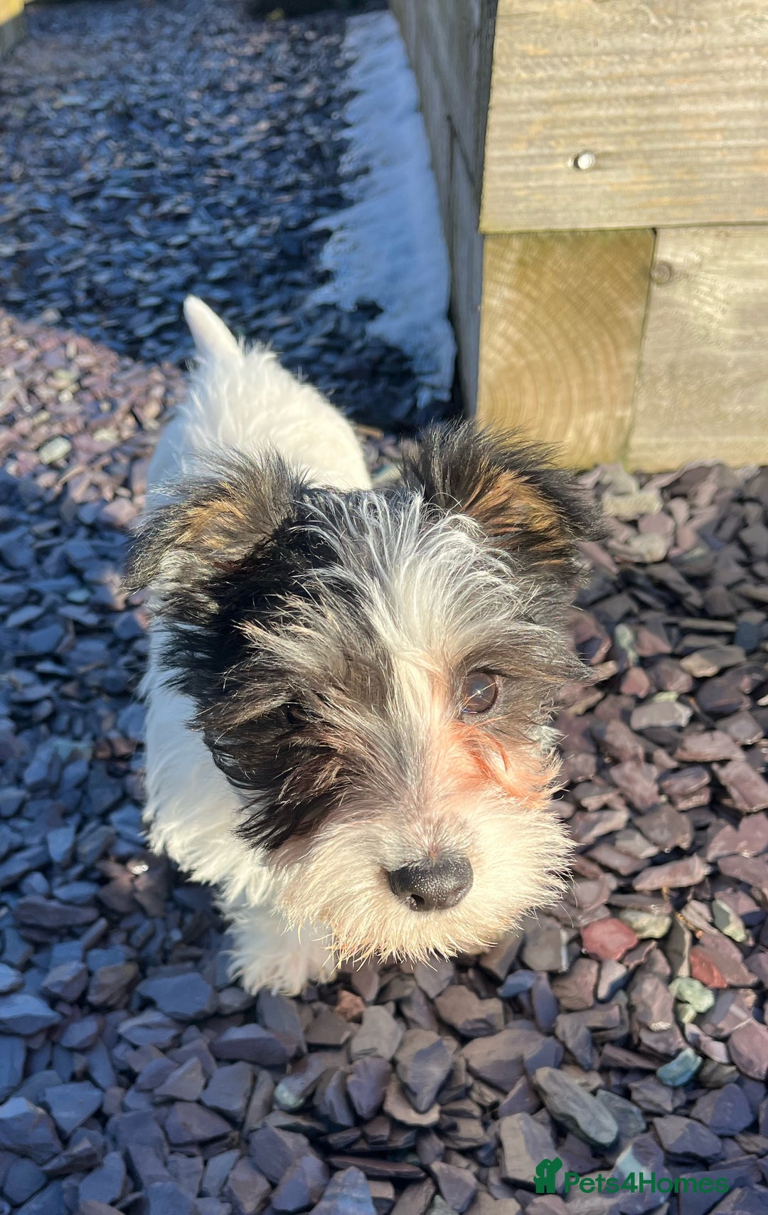 Jack Russell dogs for sale: Farm bred rough coated Jack Russell boy for sale - Advert 2