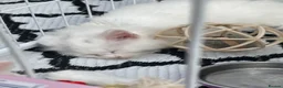 Maine Coon cats for sale: White Maine Coon kittens in Bury Saint Edmunds - Advert 6