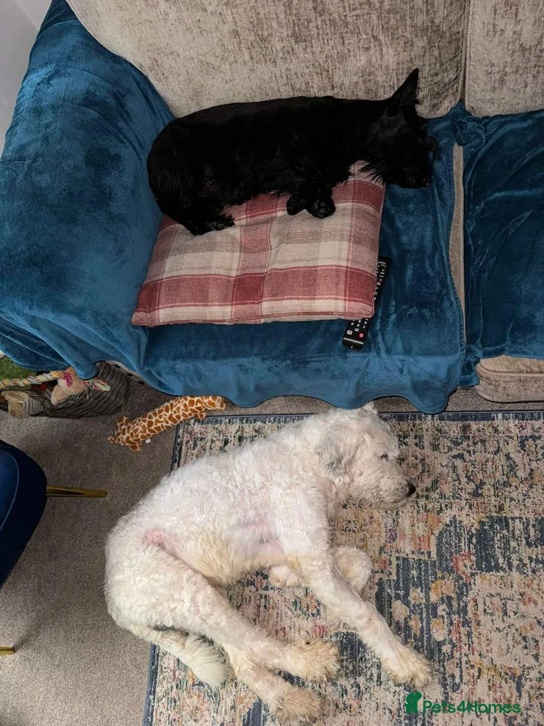 Mixed Breed dogs for adoption: Meet Pixel, currently residing in Lancashire in Blackburn - Advert 7