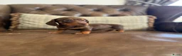 Dachshund dogs for sale: Miniature dachshund puppies  - Advert 5