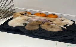 Pomeranian dogs for sale: Pomeranian - Image 11