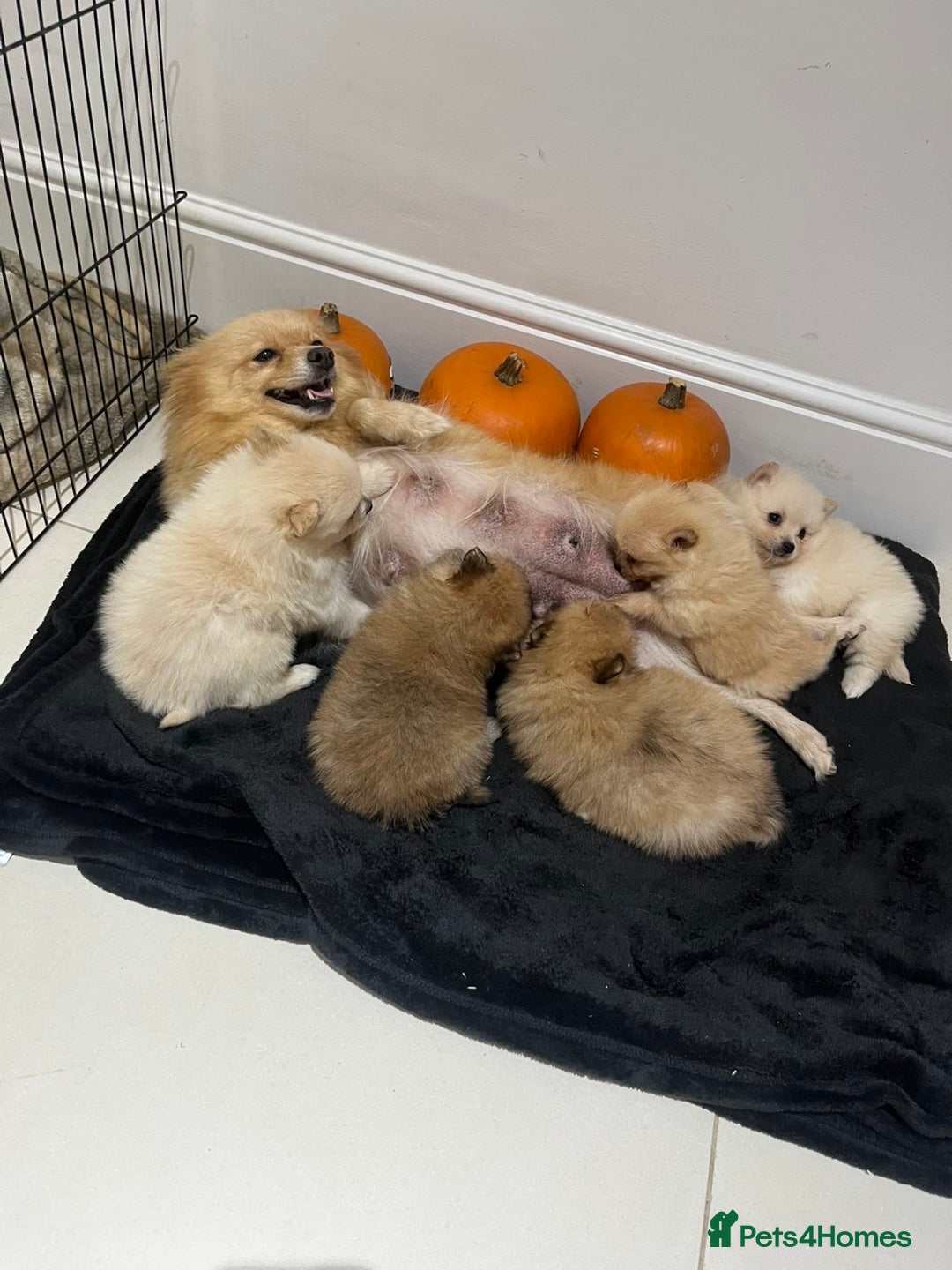 Pomeranian dogs for sale: Pomeranian - Image 11