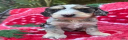 Cockapoo dogs for sale: F1 cockapoo puppies.  - Advert 9