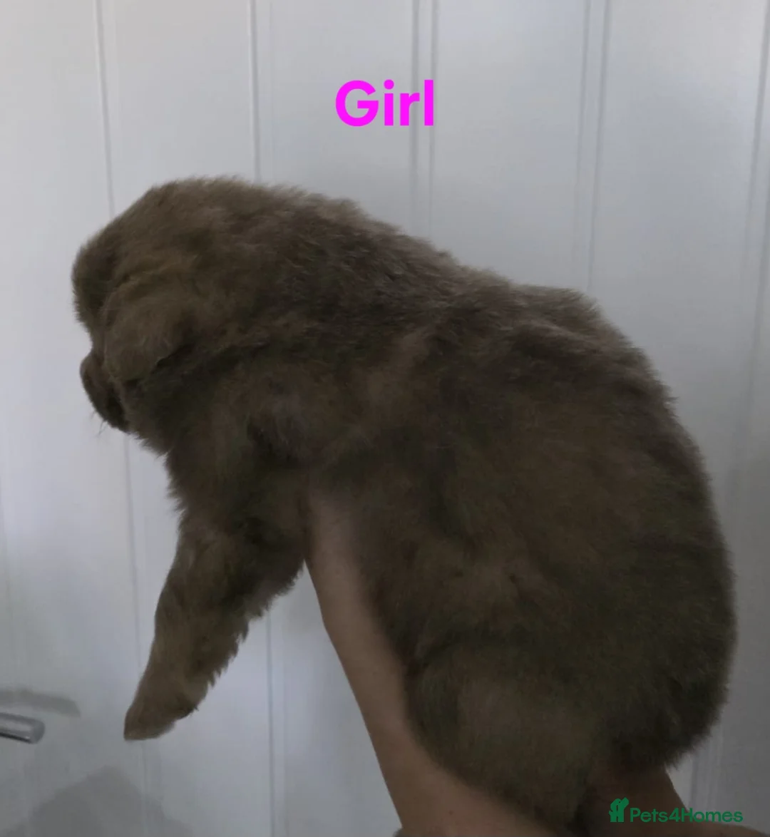 German Shepherd dogs for stud: Kc health tested solid isabella gsd in Bedford - Advert 35