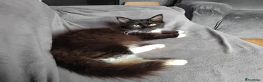Maine Coon 1