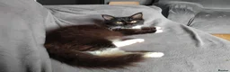 Maine Coon cats for sale: Full and x maine coon  - Advert 2