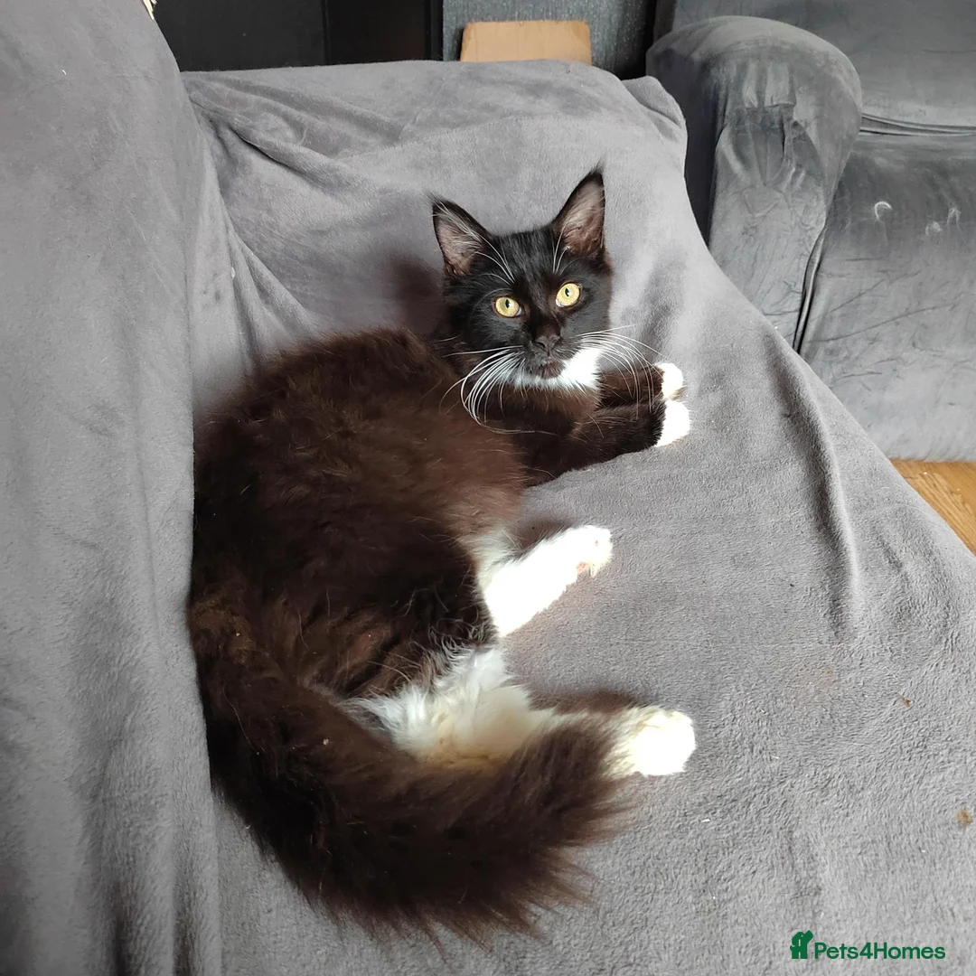 Maine Coon cats for sale: Full and x maine coon  - Advert 2
