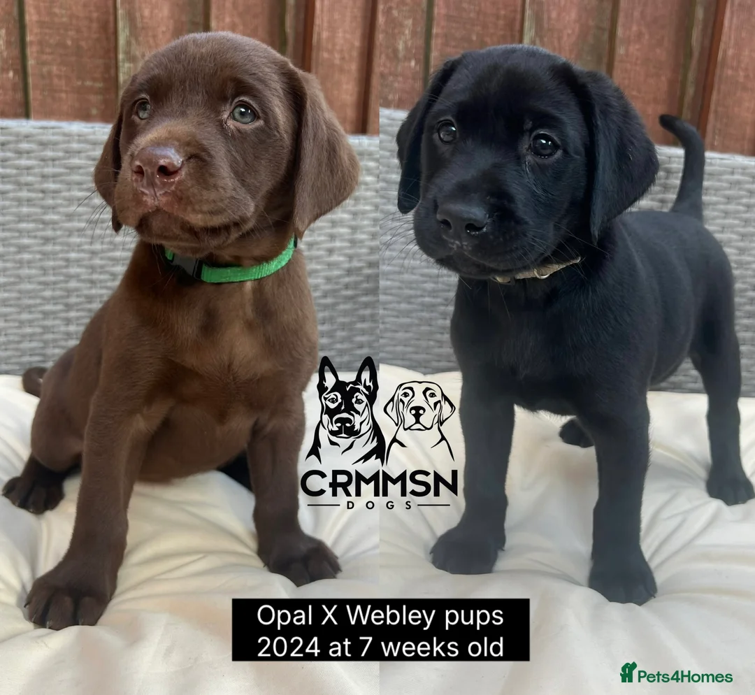 Labrador Retriever dogs for sale: Outstanding, Health Tested, KC Reg, Labrador Pups in Nottingham - Advert 8