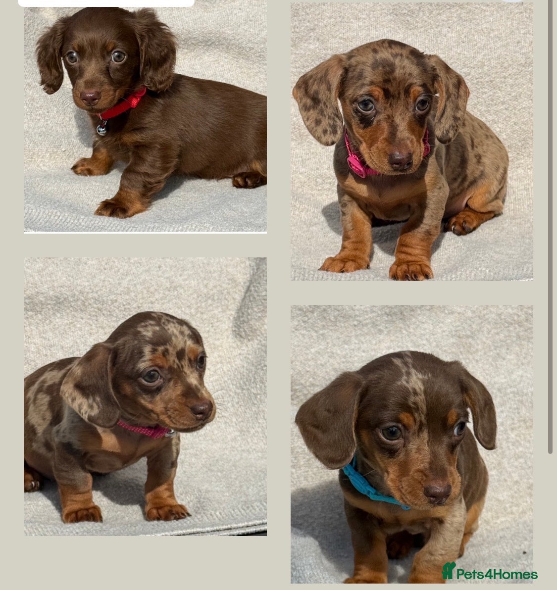Miniature Dachshund dogs Miniature dachshund puppies  - Advert 15