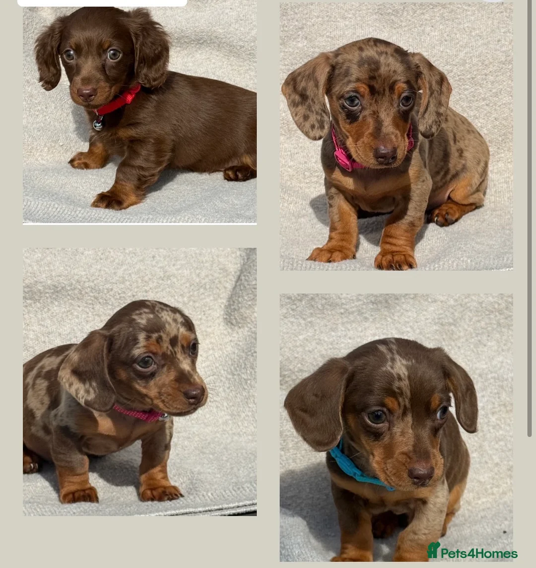 Miniature Dachshund dogs for sale: Miniature dachshund puppies  in Carmarthen - Advert 1