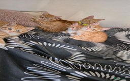 Mixed Breed cats for sale: Beautiful Kittens Savannah x Maine Coon Mix 🐾 - Image 9