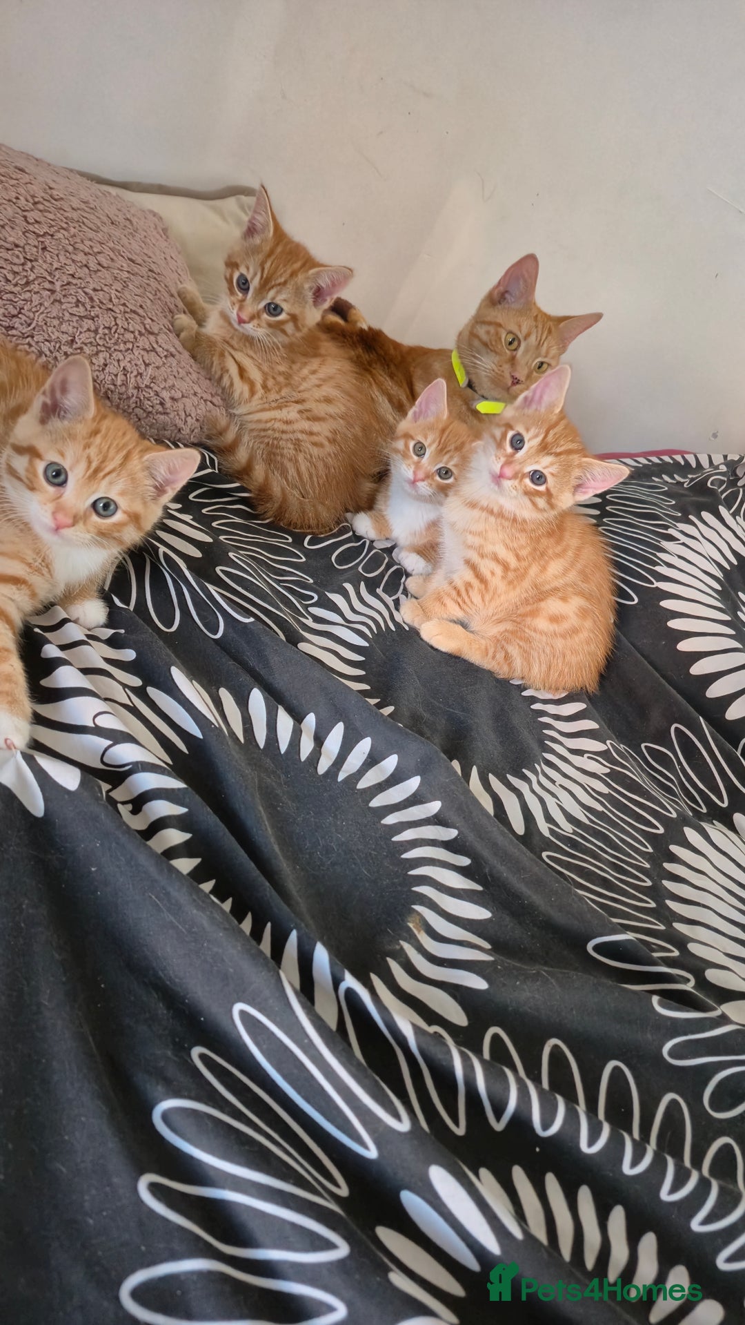 Mixed Breed cats for sale: Beautiful Kittens Savannah x Maine Coon Mix 🐾 - Image 9