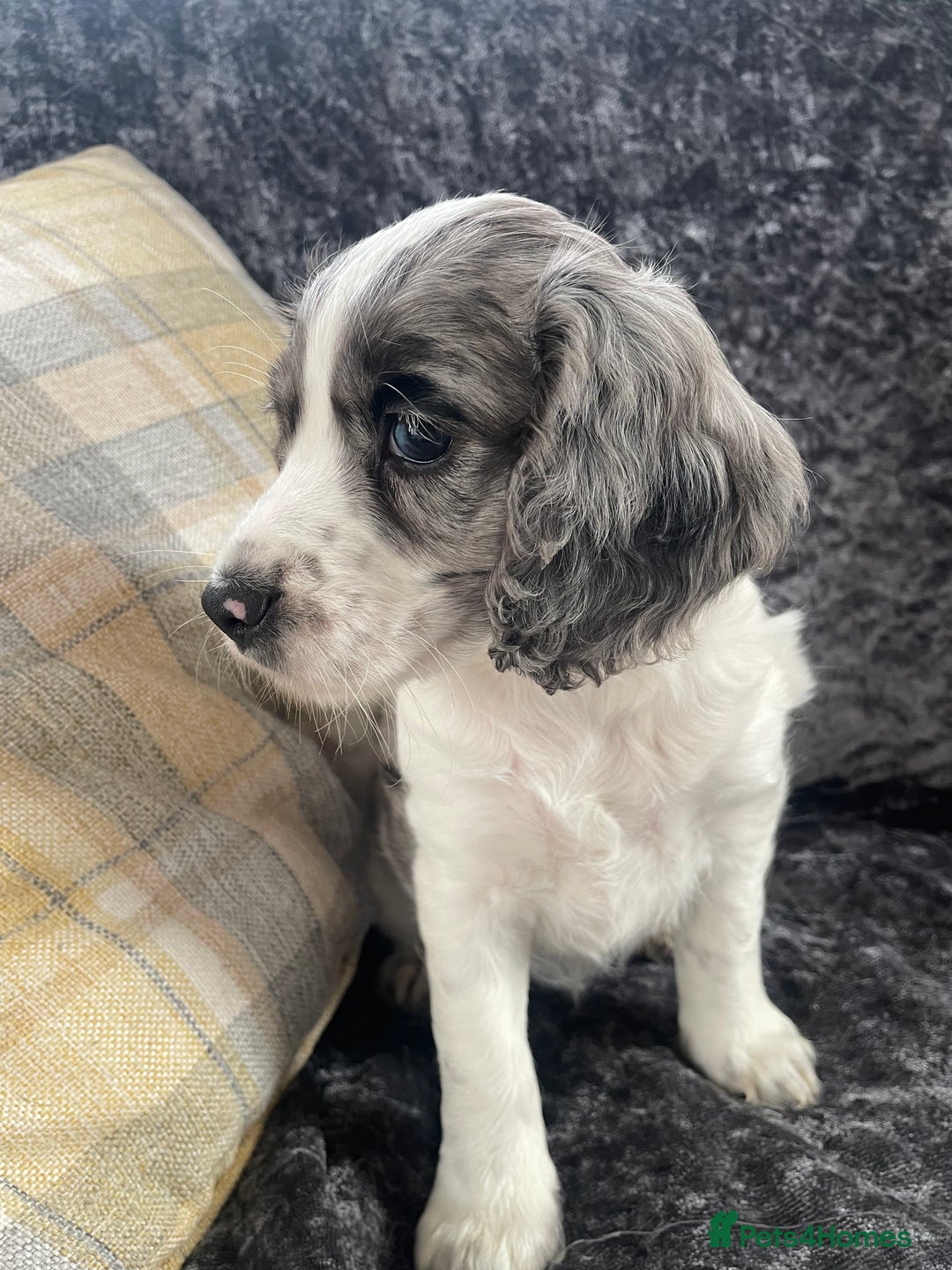 Cocker Spaniel dogs for sale: 1 Merle girl colored cocker spaniel   - Advert 3
