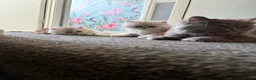 Persian cats for sale: Beautiful blue eyed Persian  - Advert 2