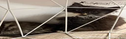 Mixed Breed cats for sale: Long Haired Kittens - Advert 6