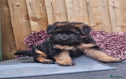 German Shepherd dogs for sale: 2 Chunky GSD boys looking for forever home  - Image 2