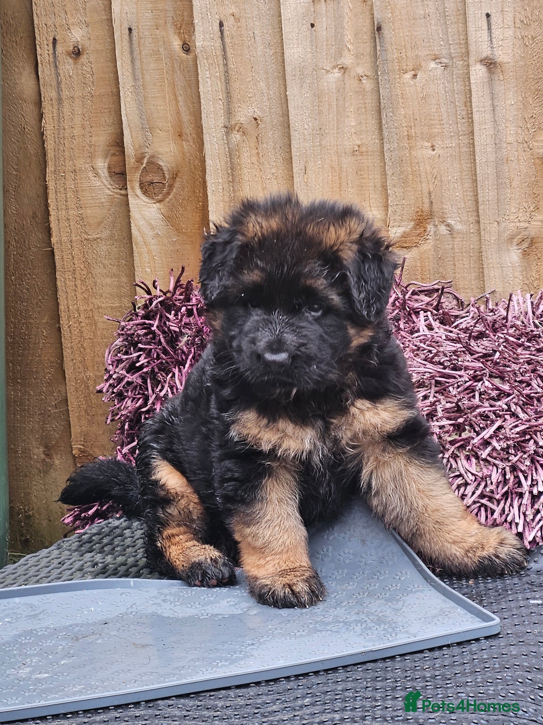 German Shepherd dogs for sale: 2 Chunky GSD boys looking for forever home  - Image 2