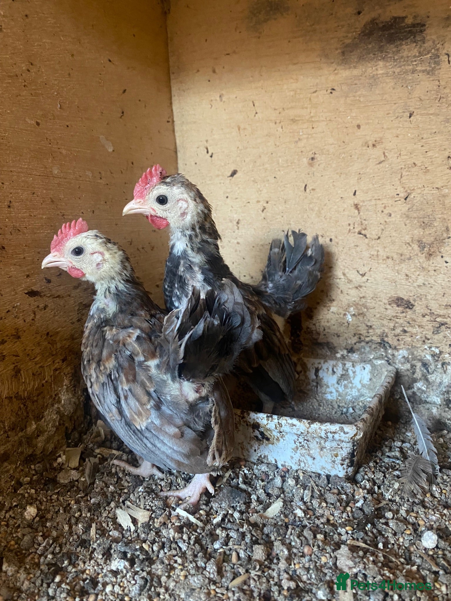Chickens poultry Beautiful chicken , eggs , see details for price  - Advert 10