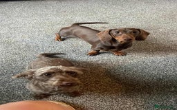 Mixed Breed dogs for sale: 5 Beautiful pups for sale - Image 3