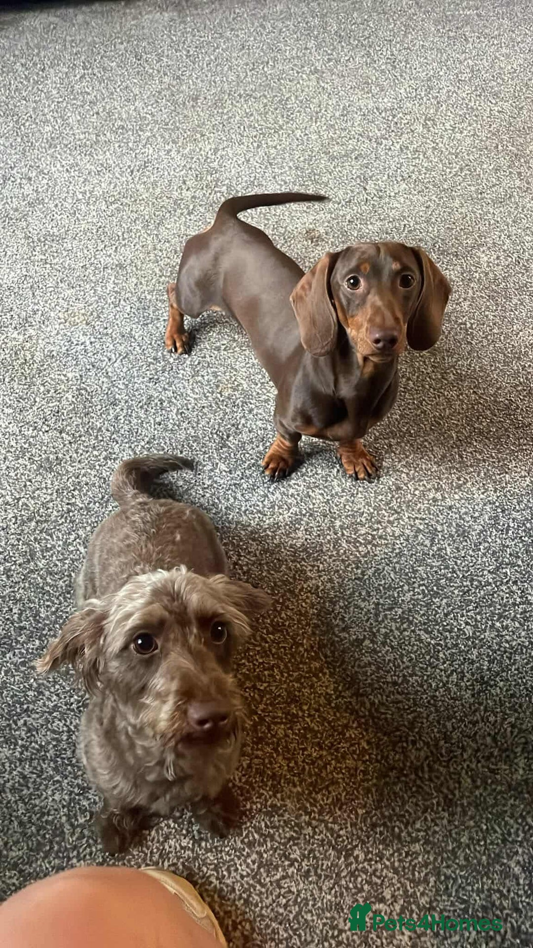 Mixed Breed dogs for sale: 5 Beautiful pups for sale - Image 3