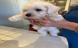 West Highland Terrier dogs for sale: West Highland Terrier Puppies - Image 7