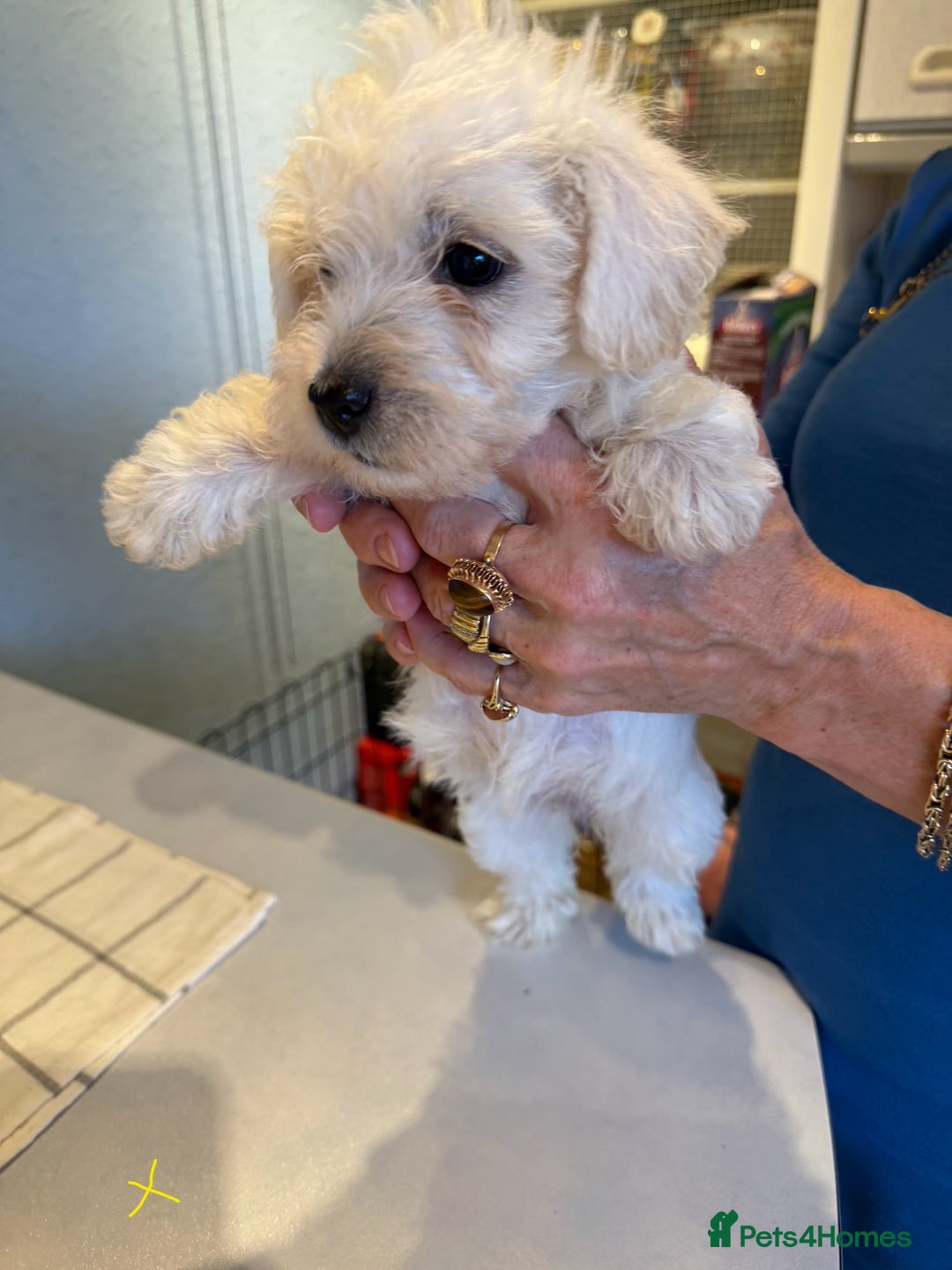 West Highland Terrier dogs for sale: West Highland Terrier Puppies - Image 7