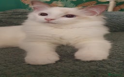 Ragdoll cats for sale: GCCF LILAC BI-COLOUR BOY - Image 2