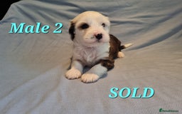 Tibetan Terrier dogs for sale: Tibetan terrier puppies for sale - Image 7