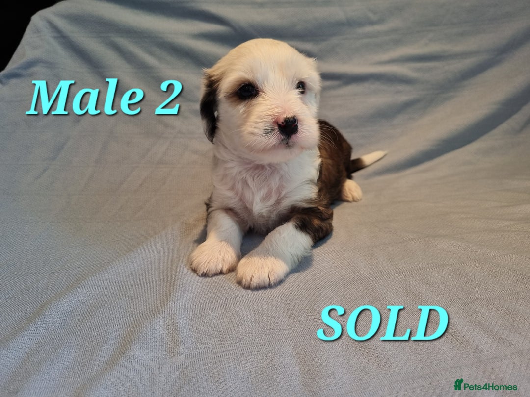 Tibetan Terrier dogs for sale: Tibetan terrier puppies for sale - Image 7