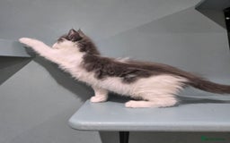 Maine Coon cats for sale: GCCF Registered female  - Image 9