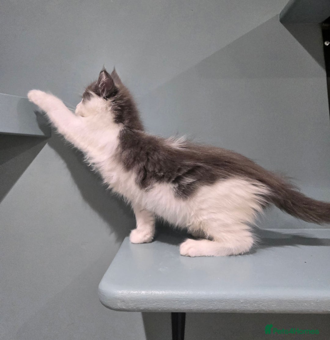 Maine Coon cats for sale: GCCF Registered female  - Image 9
