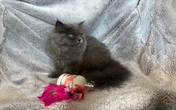 Persian cats for sale: Gentle natured blue Persian kitten (f) - Image 8