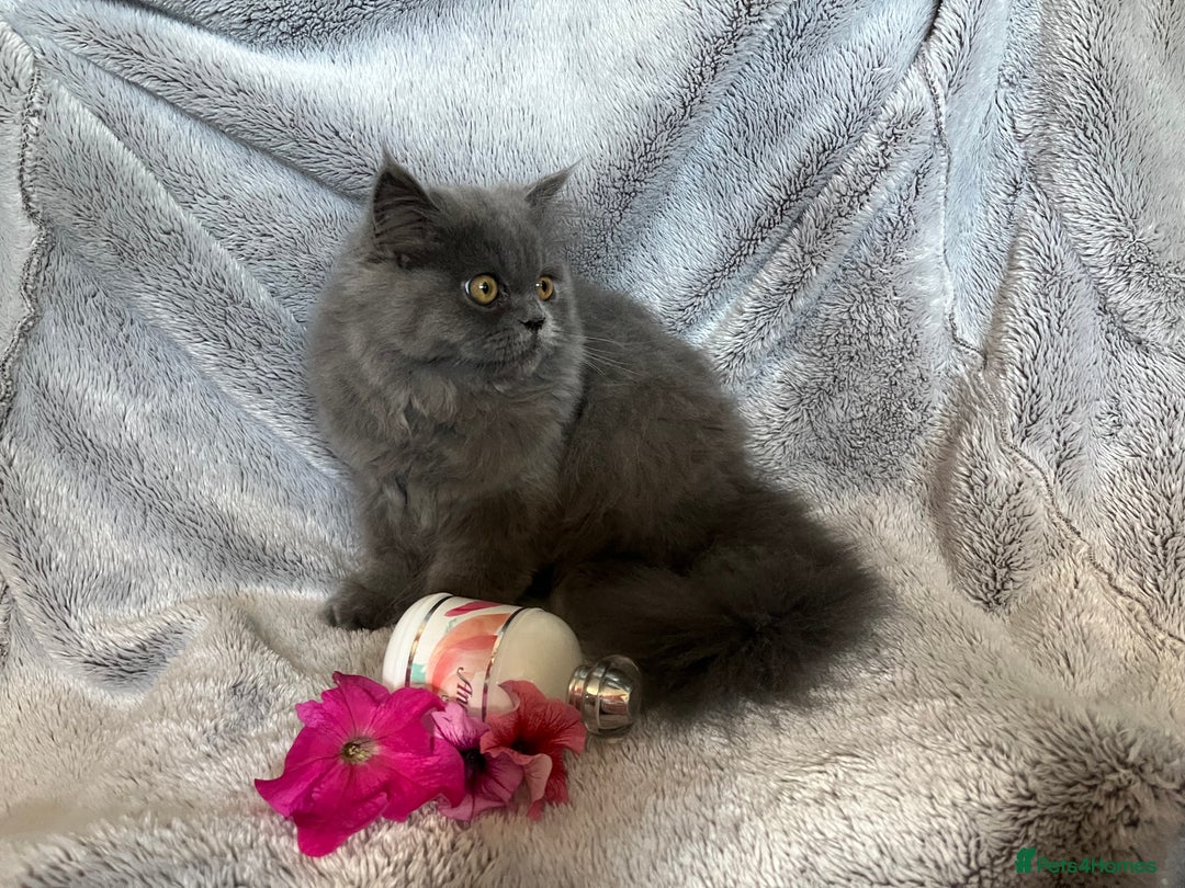 Persian cats for sale: Gentle natured blue Persian kitten (f) - Image 8