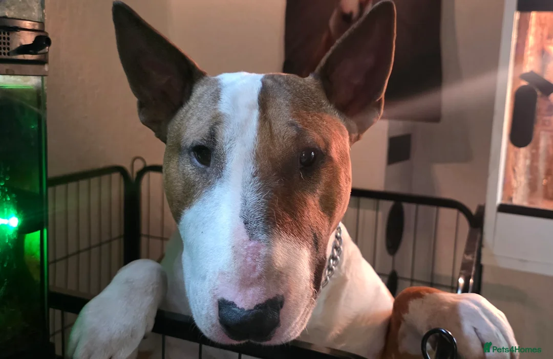 English Bull Terrier dogs for sale: 1x english bull terrier pup kc registered  - Advert 4