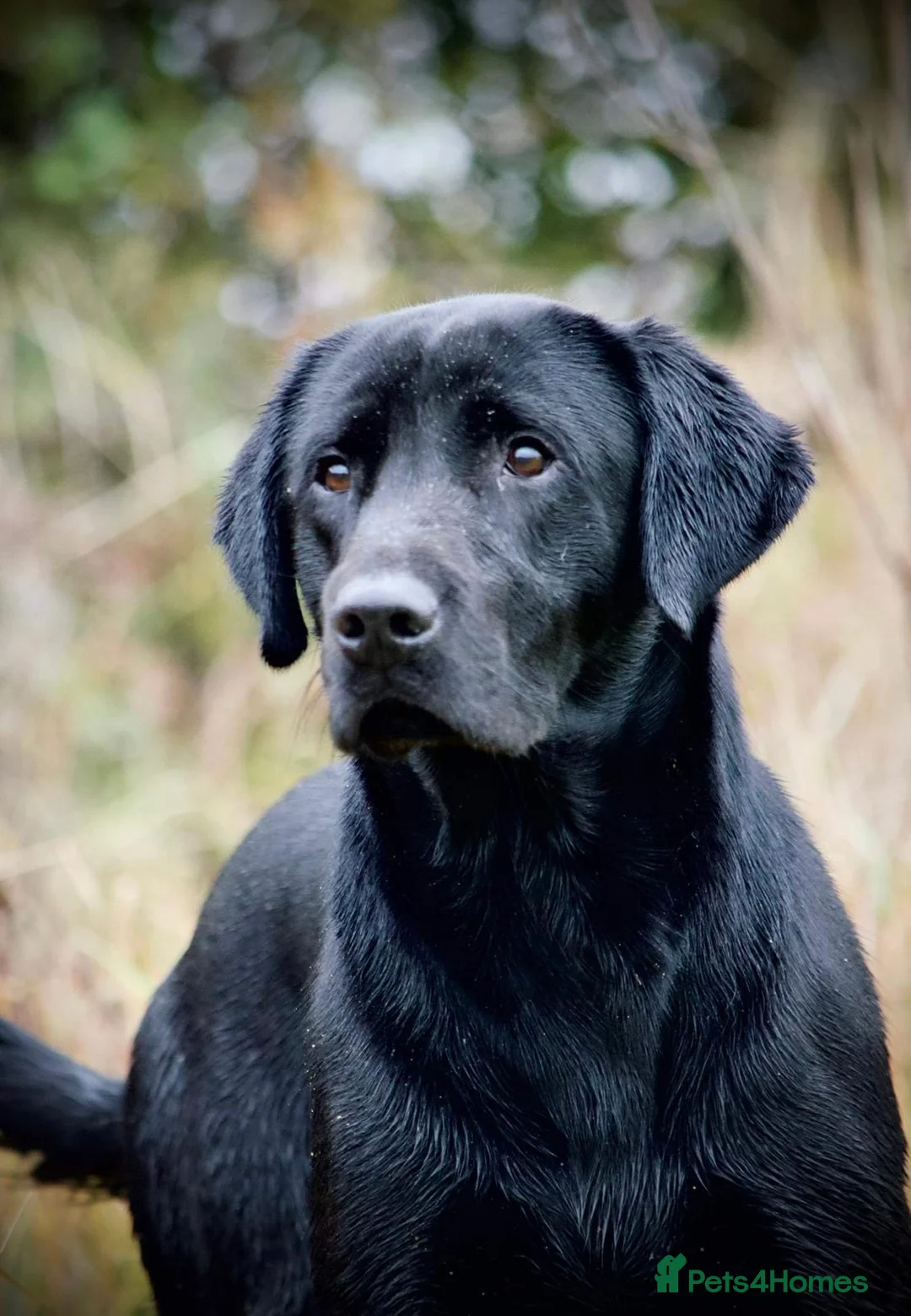 Labrador Retriever dogs for sale: Beautiful Labrador pups  - Advert 2
