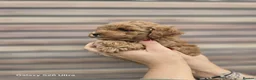 Toy Poodle dogs for sale: Pure toy poodle  - Advert 12