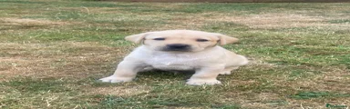 Labrador Retriever 2