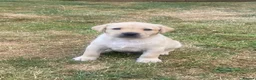 Labrador Retriever dogs for sale: KC health tested working lab pups at Thistlecrack - Advert 4
